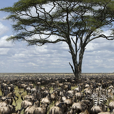 Tanzania safari lodge