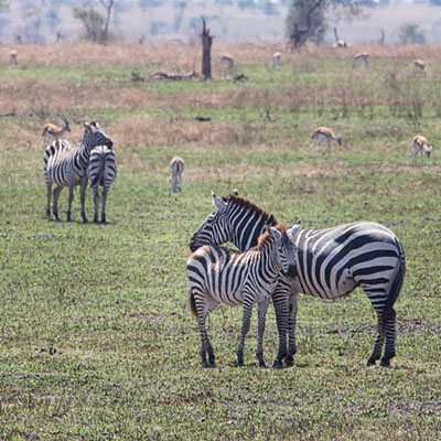 tanzania safari affordable